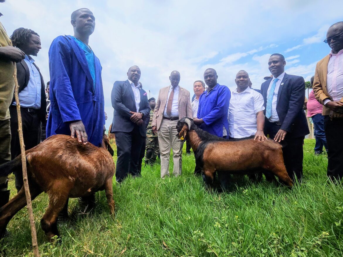 NARO receives Jianzhou big ear goats from China for research and breeding