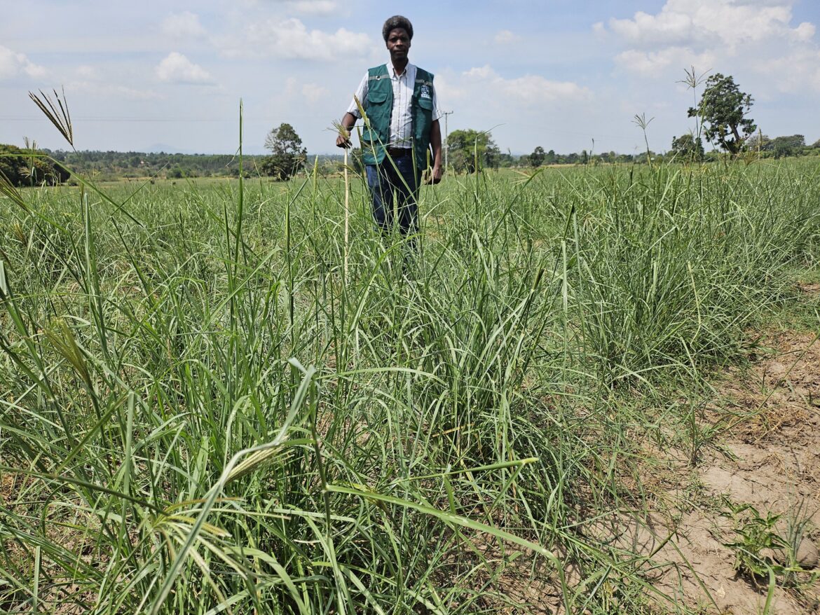 NARO commences activities to reclaim Teso’s cattle legacy