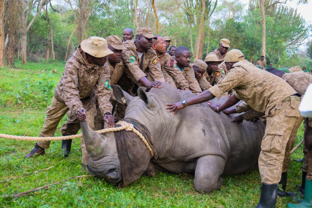 Uganda’s defining moment as Rhinos return to the wild at Kidepo Valley National Park