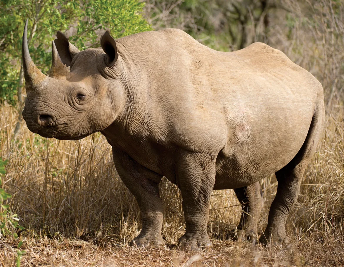 Global Conservation announces historic Rhino re-introduction in Uganda’s Kidepo Valley National Park after 50-year absence