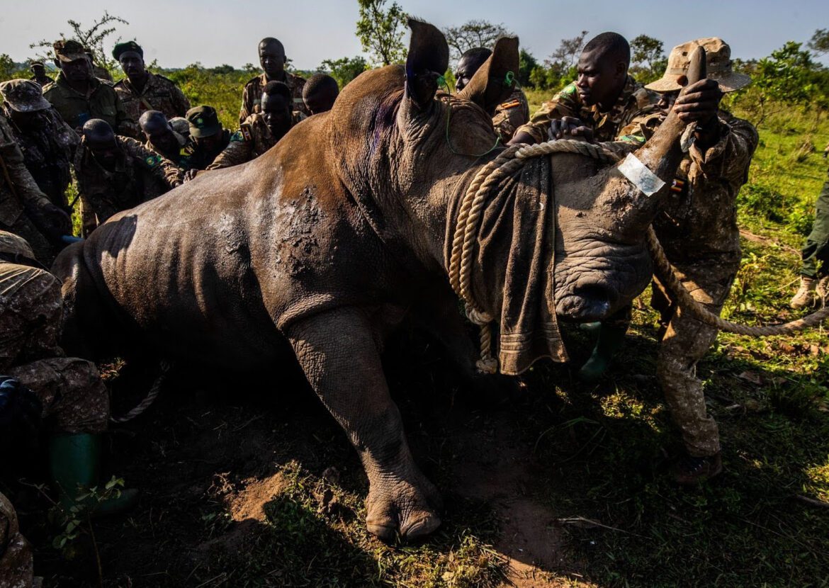 Eng. Ben Immanuel Misagga: As Uganda’s next high-return investment driver, Uganda Wildlife Authority needs more support