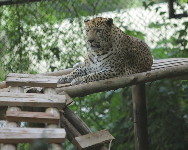 TOP CATS:UWA Examines Lions &Tigers In Major Wildlife Health Exercise At Entebbe