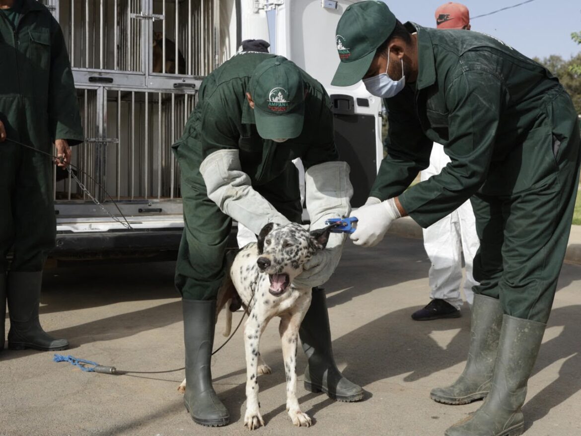 Morocco adopts a legal framework for stray animals