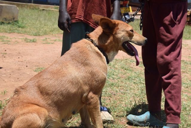 Uganda Joins The global Community In Commemorating World Rabies Day