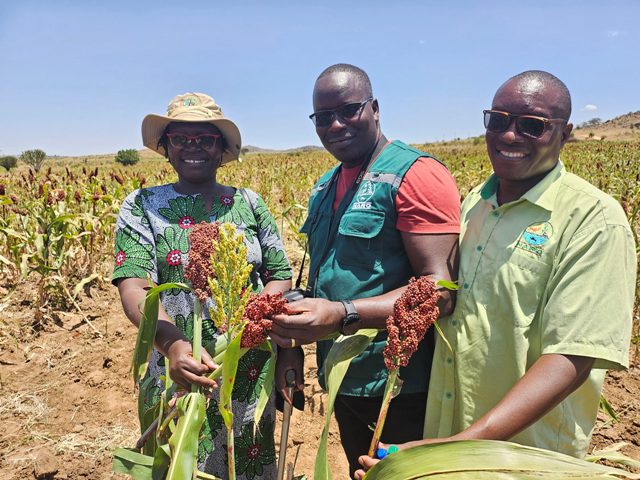 Drought-Hit Karamoja Finds Hope In NARO Sorghum