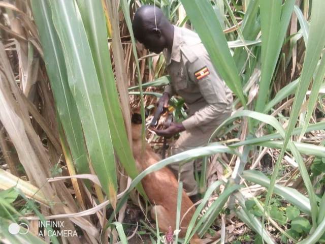 HORROR:95yr Old Woman Killed & Dumped In  Kagadi Sugar Plantation