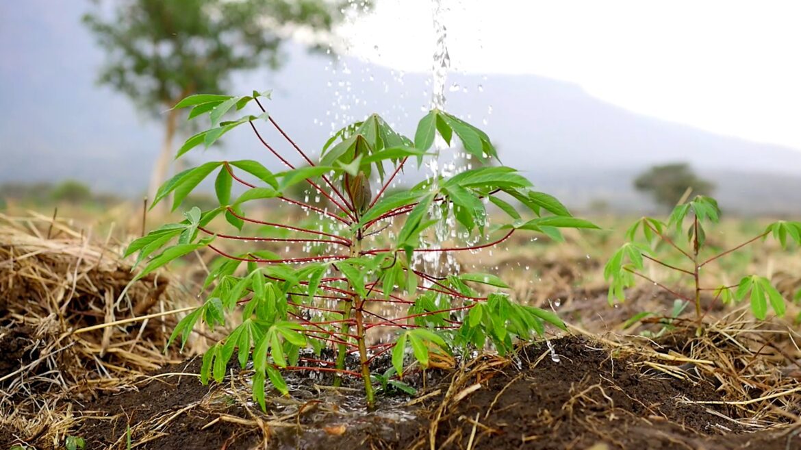 NARO Steps Up Cassava multiplication to Boost food security in drought-prone Karamoja