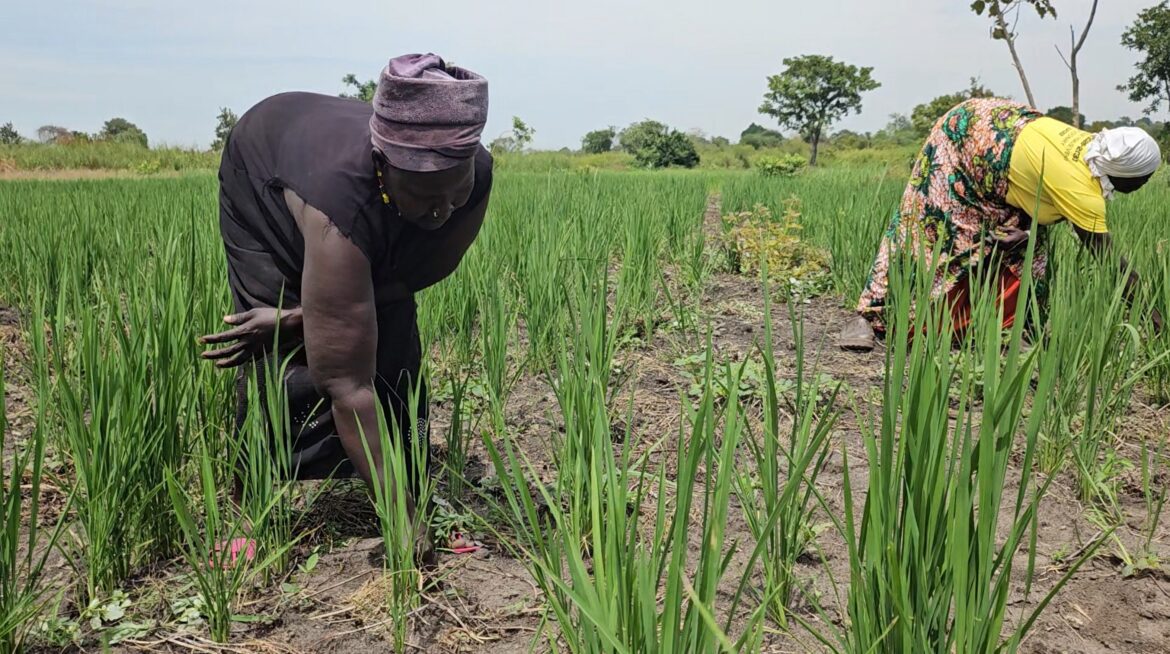 Rice Production enhancing coexistence in Refugee settlements of West Nile region